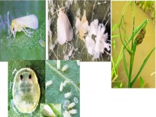 Phòng trừ rầy phấn trắng hại lúa