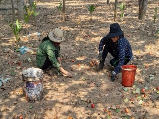 Gia Lai: Người trồng điều tìm cách ứng phó “điệp khúc” mất mùa, rớt giá