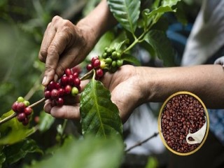 Giá cà phê trong nước đã vượt mốc 100.000 đồng/kg: Kỳ vọng chinh phục đỉnh cao mới