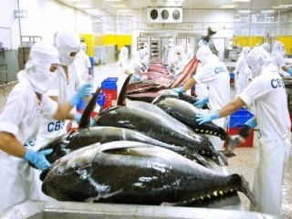Xuất khẩu cá ngừ Việt Nam sang Chile tăng gần gấp đôi