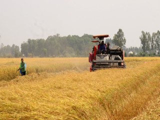 Giá lúa gạo khu vực đồng bằng sông Cửu Long tiếp tục tăng